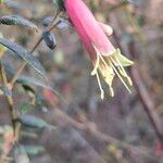 Correa reflexa Blomma