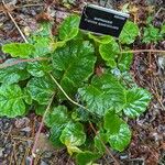Francoa appendiculata Hábito