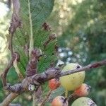 Sorbus aria Frucht