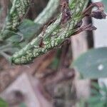 Eranthemum pulchellum Leaf