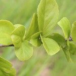 Flacourtia indica Blatt