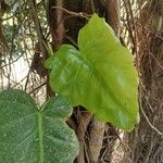 Philodendron giganteumFeuille