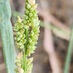 Echinochloa crus-galliFlor