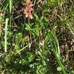 Galium mollugo Leaf