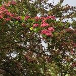 Crataegus laevigataFlower