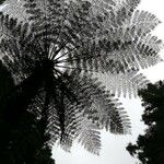 Cyathea arborea Hoja