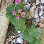 Oxalis debilis Blatt