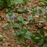 Lysimachia foemina Libunga