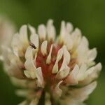 Trifolium occidentale Floare