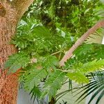 Plectrocarpa arborea List