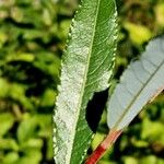 Salix daphnoides ഇല