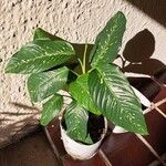 Dieffenbachia oerstedii Ліст