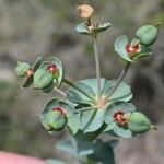 Euphorbia minuta Квітка