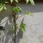 Parthenocissus quinquefolia Lehti