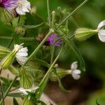 Silene latifolia Flor