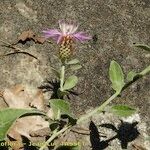 Centaurea jordaniana 花
