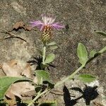 Centaurea jordaniana