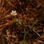 Arenaria leptoclados Other