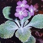 Primula albenensis