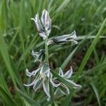 Ornithogalum boucheanum Λουλούδι