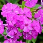 Phlox drummondii പുഷ്പം