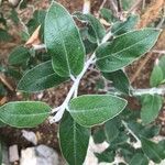 Salvia discolor Feuille