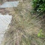 Muhlenbergia capillaris পাতা