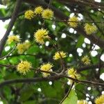 Pisonia aculeata 花