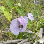 Centrosema virginianum Flower