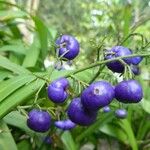 Dianella caerulea Fruto