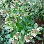 Hydrangea serrata Агульны выгляд