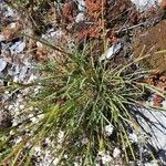 Dianthus sylvestris Leht