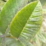 Ozoroa sphaerocarpa Yaprak