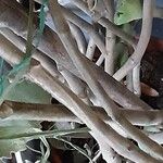 Kalanchoe beharensis Corteza