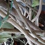 Kalanchoe beharensis Bark