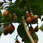 Bunchosia armeniaca Плод