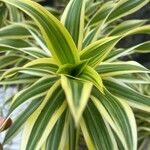 Dracaena reflexa List