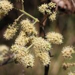 Combretum collinum Flower