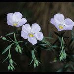 Linum lewisii Habit