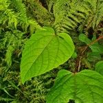 Idesia polycarpa Leaf