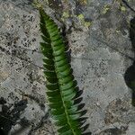 Polystichum lonchitis 葉