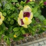 Torenia fournieri Blomst