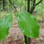 Viburnum rufidulum Φύλλο