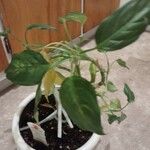 Dieffenbachia seguineFulla