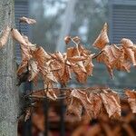 Fagus grandifolia 葉