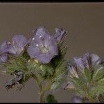 Phacelia distans Flower