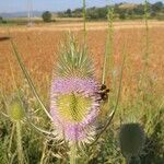 Dipsacus fullonum Kwiat