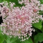 Ceanothus americanus Flower