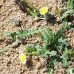 Launaea capitata Autre