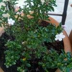 Serissa japonica Çiçek